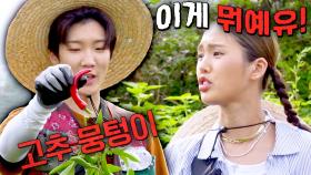 ＂고추 그렇게 따는 거 아닌데...＂ 또 사고 친 초보 이장 이승훈..^_ㅠ | JTBC 231028 방송