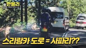 한블리 스리랑카편(?) 도로가 사파리?! ＂개가 🐶많아요ㅋㅋㅋ＂ | JTBC 240213 방송