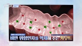 풍부한 식이섬유로 체중 감소에 도움을 주는 「카무트」 | JTBC 240304 방송