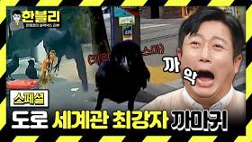 [스페셜] 날아올라↗ 도로 위 귀여운 ((깡패)) 까마귀 모음집🖤 | JTBC 240312 방송