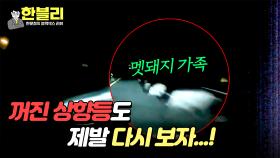 아찔.. 어두운 밤 도로 위에서 만난 멧돼지😨 (ft. 상향등의 중요성) | JTBC 240402 방송