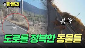 속수무책😭 차도로 달려드는 강아지들 | JTBC 240402 방송