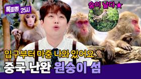 원숭이 나무에서 떨어지는 실사판?! 중국의 원숭이 아일랜드🐒 | JTBC 240722 방송