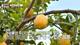 노화 관리에 도움을 주는 스페인산 유기농 레몬🍋 | JTBC 240824 방송