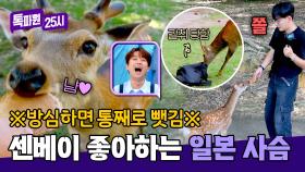 센베이 좋아하는 사슴들🦌 가방 안 뺏기게 조심하세요😊 | JTBC 241104 방송