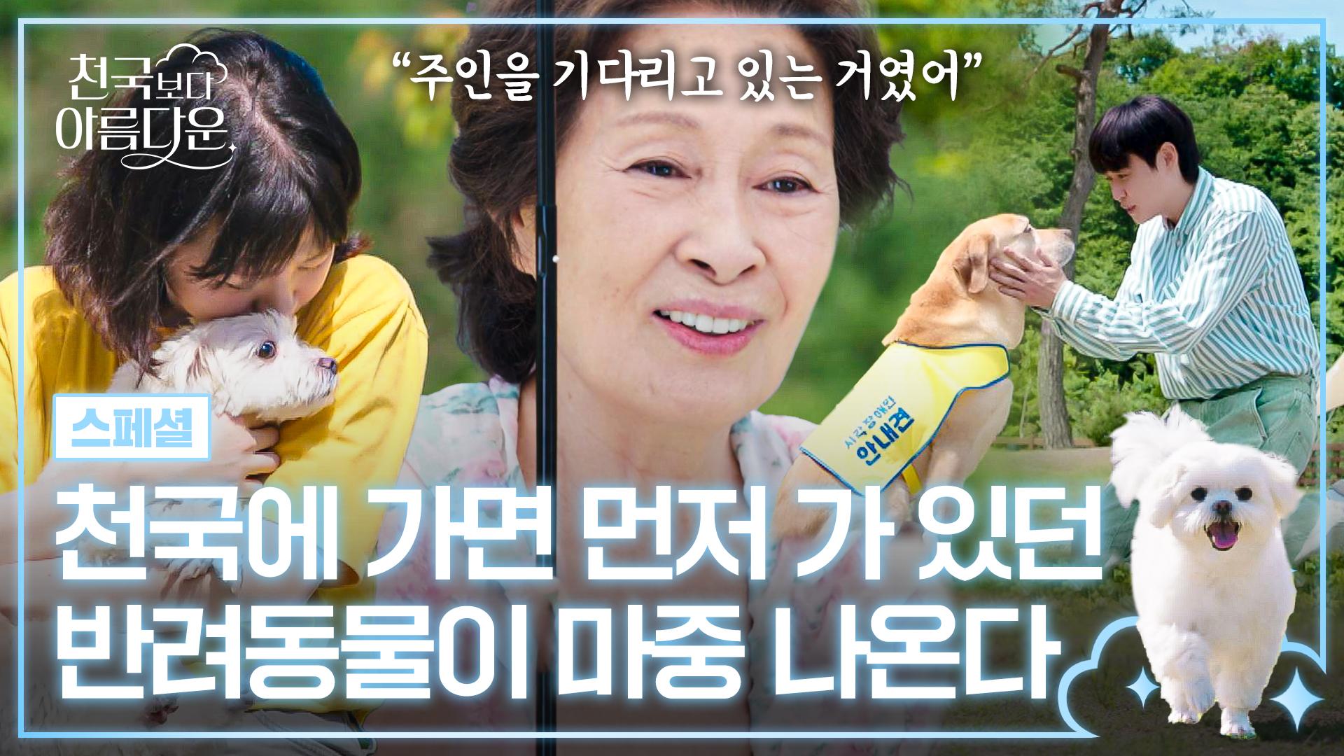 [스페셜] 애견인 눈물 버튼..💦 천국에 먼저 가 있던 나의 반려동물과의 재회 이야기 | JTBC 250420 방송 | ZUM TV