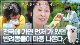 [스페셜] 애견인 눈물 버튼..💦 천국에 먼저 가 있던 나의 