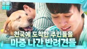 감동💦 난 이 이야기를 무척 좋아한다... 훗날 천국에 온 주인을 맞이하러 달려가는 반려동물들😭｜천국보다 아름다운｜JTBC 250420 방송 외