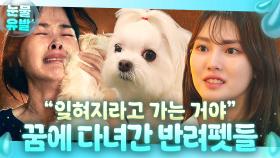 오열💦 ＂엄마도 행복하길 바라는 거야＂ 주인 꿈에 놀러가 새 반려견🐶 소개해 준 죽은 강아지의 진심...😭｜천국보다 아름다운｜JTBC 250427 방송 외