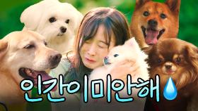 (20분) 눈물 버튼 낋여왔습니다... 무지개 다리 건너편🌈에서 주인만 기다리는 효자견들🐶 모아보기｜천국보다 아름다운｜JTBC 250427 방송 외