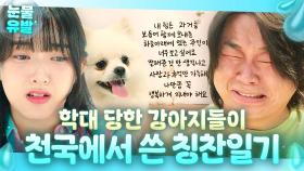 울컥😭 ＂주인을 용서하는 절 칭찬합니다＂ 학대 당하던 강아지들이 천국에서 우울증 치료하는 법??｜천국보다 아름다운｜JTBC 250511 방송 외