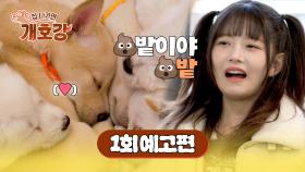 집 나가면 개호강 1회 예고편 - 오로지 견생들의 행복을 위한, 개호강 유치원 OPEN!🐕️ | 5/25(일) 오전 10시 30분 첫 방송!