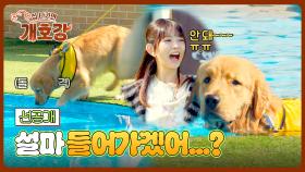 [선공개] 레이 좌절...💦 수영장은 못 지나치는 1살 리트리버🤣 〈집 나가면 개호강〉 5/25(일) 오전 10시 30분 첫 방송!