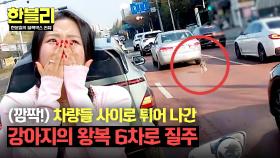 목줄 어디 갔어💦 왕복 6차로를 빠르게 헤집고 다니는 강아지 | JTBC 250617 방송