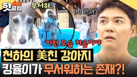 ＂美친 강아지는 어디 가고...＂ 이런 모습 처음이야😯 180도 달라진 킹율이 행동에 당황한 전현무?!｜집 나가면 개호강｜JTBC 250615 방송