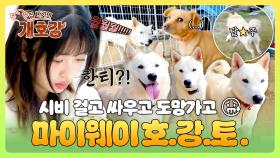 임신 상태로 끌려가다 구조된 강아지 