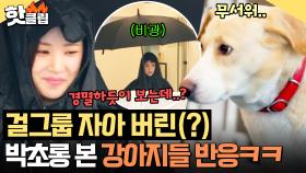 ＂무서워하지 않아도 돼~＂ 아이돌 자아 내려놓고 비광으로 변신한 박초롱?! 낯선 선생님 모습에 경멸(?) 하는 강아지🤣｜집 나가면 개호강｜JTBC 250622 방송