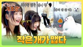 우당탕탕 중소형견 반에 새 친구 등장! 이리저리 치이는 레이 쌤의 大위기😂 | JTBC 250622 방송