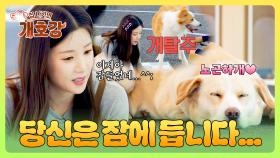 ＂ 안 들을 거니?! ＂ 초롱 쌤이 개탈주(?)하는 강아지들을 재우는 방법🤣 | JTBC 250629 방송