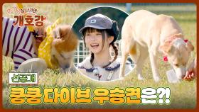 [선공개] 🎖️에이스 강쥐 로또 VS 짧은 입 호두🥜 킁킁 다이브 최고 견은?! 〈집 나가면 개호강〉 7/6(일) 오전 10시 30분 방송!