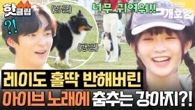 ＂뮤비 찍는 줄 알았어!!＂ 💥춤견 춤왕 등장💥 아이브 ＜Accendio＞ 맞춰 춤추는 강아지 본 레이 찐 반응?!｜집 나가면 개호강｜JTBC 250706 방송