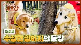 [선공개] 수상할 정도로 긍정적인 강아지(🥜)의 등장에 스토리 경계 MAX↑💢 〈집 나가면 개호강〉 7/20(일) 오전 10시 30분 방송!