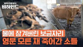 지옥이 되어버린 축사.. 폭우로 떠내려간 91마리의 소들 | JTBC 250722 방송