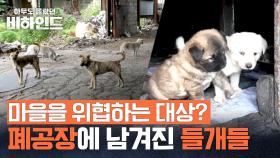 유기하고 번식하는 악순환, 참혹하게 버려진 폐공장 들개들 | JTBC 250729 방송