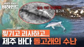 발견된 지 일주일도 안 됐는데... ＂온몸이 괴사해＂ 새끼 돌고래가 사망한 이유 | JTBC 250805 방송