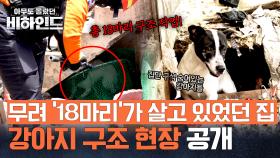 극심한 반대 속 방치된 강아지 
