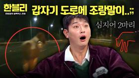 조랑말이 왜 여기서 나와..?😂 도로에서 방황하는 일탈馬🐎 | JTBC 251224 방송