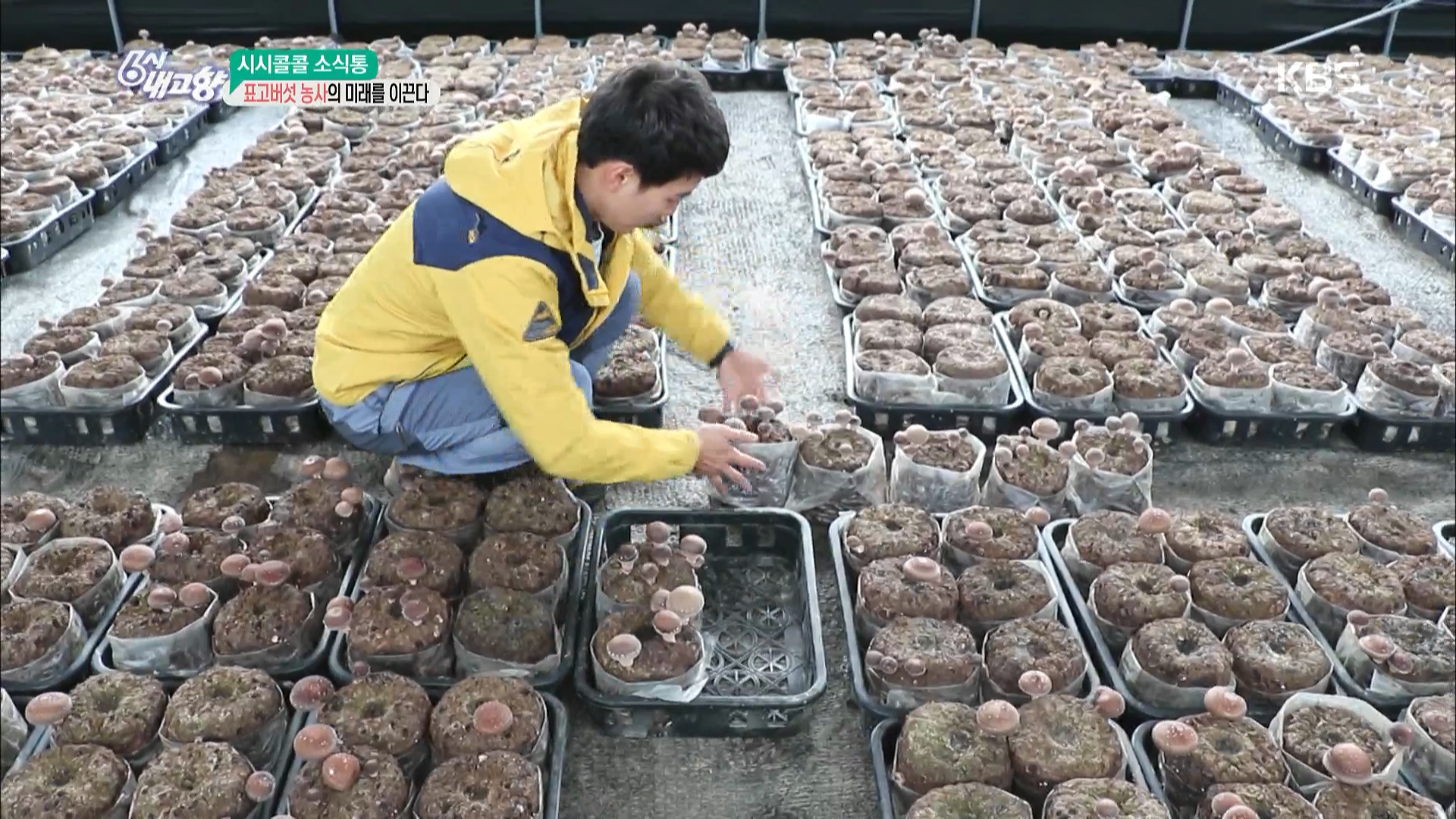 [시시콜콜 소식통] 표고버섯 농사의 미래를 이끈다 | ZUM TV