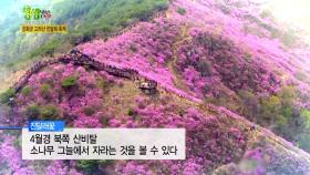 강화군 고려산 진달래 축제