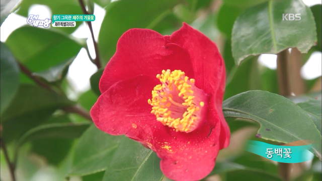 겨울에 특히 더 이쁜 동백꽃 - 제주특별자치도.