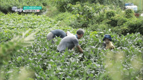 [로미나·고미호의 한국 속으로] 욕지도에서 살아보기 2부