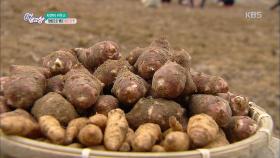 자연이 키우고 정성으로 빚은 팔도의 맛! 자색돼지감자 - 경북 상주