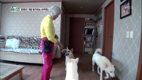 30마리의 개 키우는 백발 할머니
