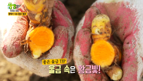 식탁위의 빛나는 조연, ‘울금’을 찾아서!