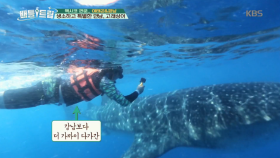 고래상어가 한 뼘 더 가까이! ‘눈호강 투어’!