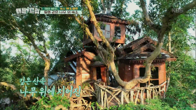 보면 볼수록 매력적인 동화같은 나무 위 숙소