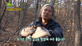 황금빛 약성을 지닌 ‘덕다리 버섯(잔나비결상버섯)’