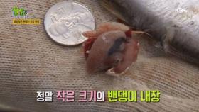 제철 맞은 밴댕이 조업 현장