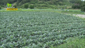 심PD의 가짜 진짜?! 고깔 모양 양배추가 있다?