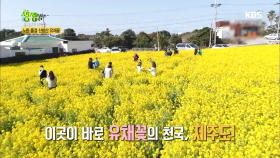 혼자 보기 아까운 제주도 유채꽃밭!