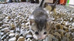 새로운 식구가 된 길고양이 꼬물이들