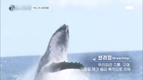 혹등고래의 경이로움! 브리칭을 하는 혹등고래!
