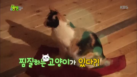 찜질하는 고양이가 있다?