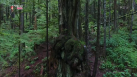 숲속 제일의 명소 캐나다에서 가장 꼬인 나무