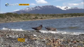 예측 불가한 야생, 어미 펭귄이 품은 알은 도둑갈매기의 먹이로...