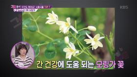 아낌없이 주는 나무 모링가의 어마어마한 효능